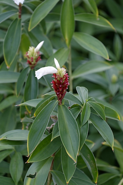 Suan Luang-JUN14-042